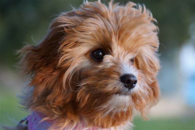 Oakhurst sales cottage cavoodles
